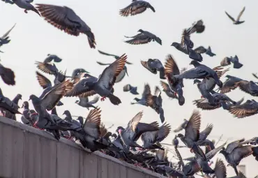 A Sai Pest Control provides Bird Control in Mumbai Central