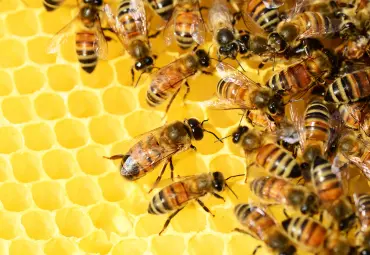 A Sai Pest Control provides Honey Bee Control in Bhivpuri