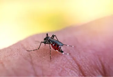 A Sai Pest Control provides Mosquito Treatment in Mumbai Central