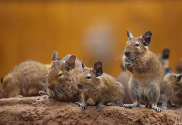 A Sai Pest Control provides Rodent Control in Mumbai Central