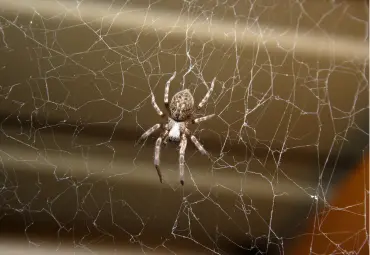 A Sai Pest Control provides Spider Control in Mumbai Central