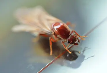 A Sai Pest Control provides Termite Control in Mumbai Central